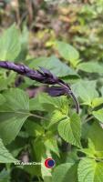 5 x Salvia Amistad - 3