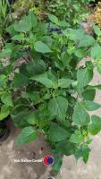 5 x Salvia Amistad - 4