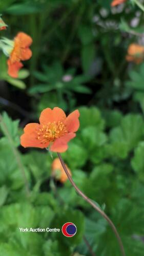 8 x Geum Orange Queen