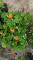 8 x Geum Orange Queen - 3