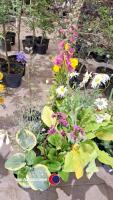 8 x mixed herbaceous perennials