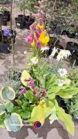 8 x mixed herbaceous perennials - 2