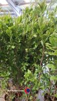 2 x Magnolia Stellata Alba