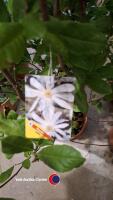 2 x Magnolia Stellata Alba - 3