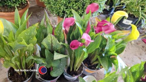 4 x Calla Lily