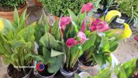 4 x Calla Lily