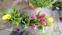 4 x Calla Lily - 2