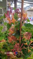 Climbing Hydrangea and a Honeysuckle - 2