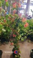 Climbing Hydrangea and a Honeysuckle - 3