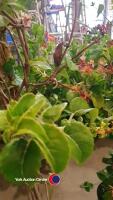 Climbing Hydrangea and a Honeysuckle - 4