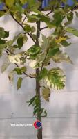 Candicans Aurea - 3