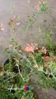6 x Salvia California Sunset - 3