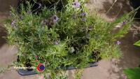 8 x Lavender plants