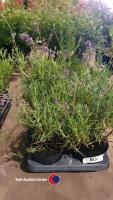 8 x Lavender plants - 2