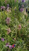 8 x Lavender plants - 3