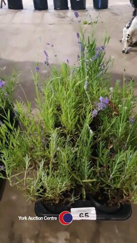 8 x Lavender plants