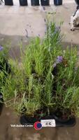 8 x Lavender plants