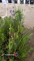 8 x Lavender plants - 2