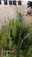 8 x Lavender plants - 3