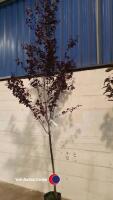 Prunus Pissardi