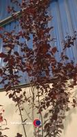 Prunus Pissardi - 2