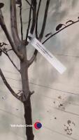 Prunus Pissardi - 3