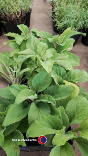 10 x Digitalis (Foxglove) 'White' in 9cm pots