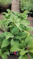 10 x Digitalis (Foxglove) 'White' in 9cm pots