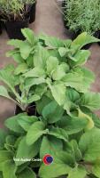 10 x Digitalis (Foxglove) 'White' in 9cm pots - 2