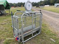IAE sheep weigh scales - 2