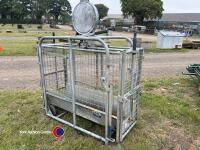IAE sheep weigh scales - 3