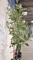 Katy apple tree - 3