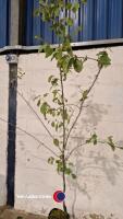 Victoria plum