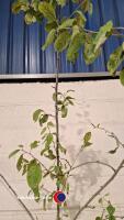 Victoria plum - 2
