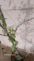 Victoria plum - 3