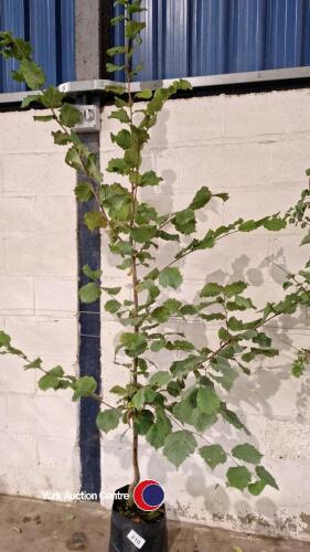 Hazel nut tree