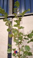 Hazel nut tree - 2