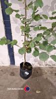 Hazel nut tree - 3