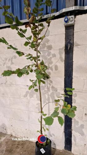 Hazel nut tree