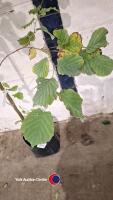 Hazel nut tree - 3