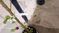 Hazel nut tree - 4