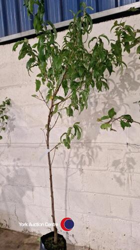 Peregrine peach tree