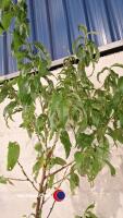Peregrine peach tree - 2