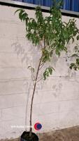 Peregrine peach tree - 3