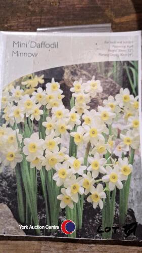 100 x miniature daffodil bulbs, named varieties