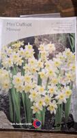100 x miniature daffodil bulbs, named varieties