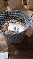 100 x miniature daffodil bulbs, named varieties - 2