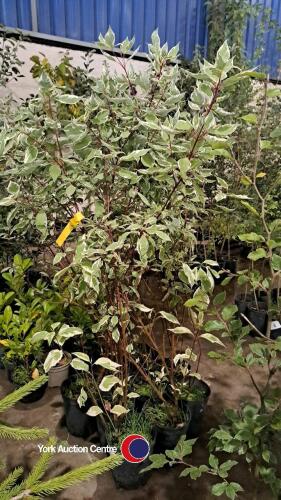 9 x variegated Dogwood 90cm