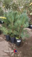 9 x Scots pine