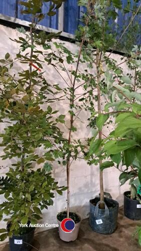 Acer Rubrum 240cm
